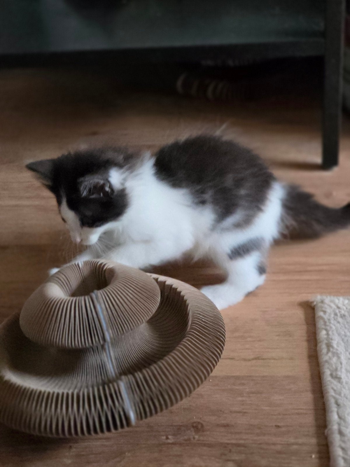 Te koop 2 Main Coon kittens, Meerdere dieren, Gechipt
