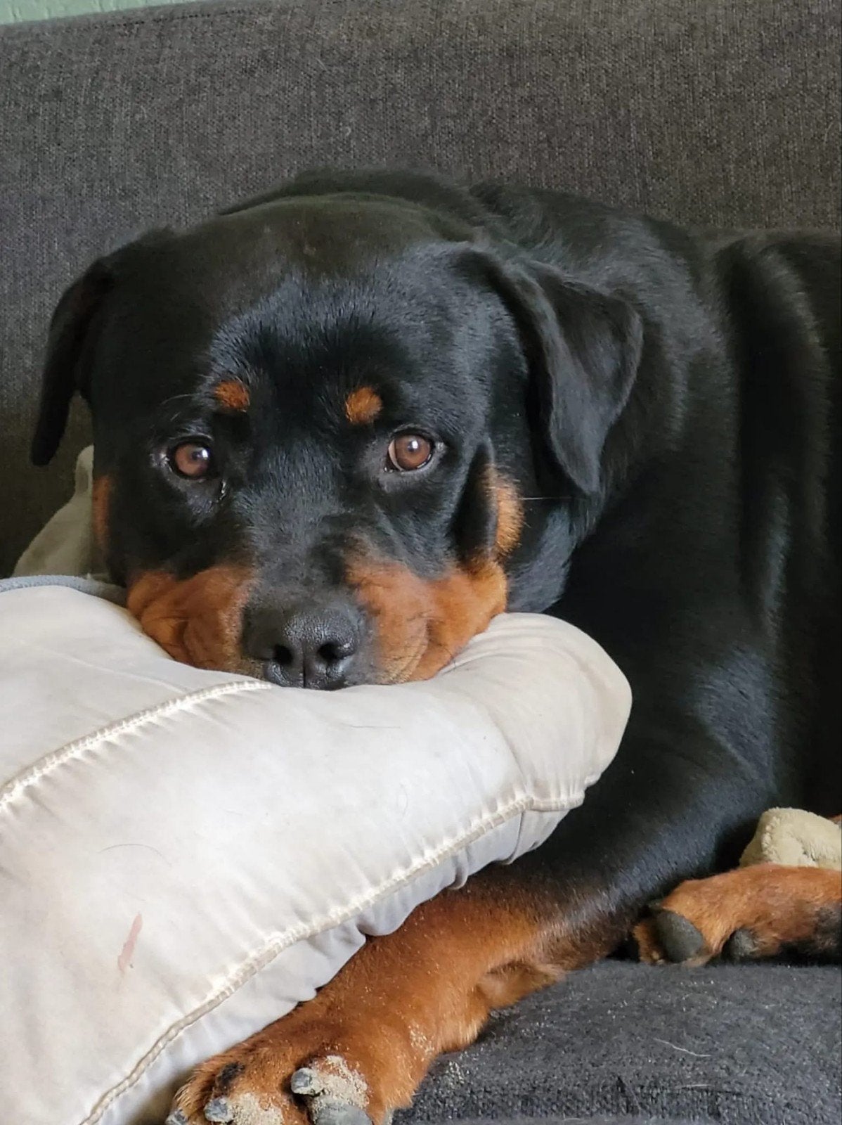 rottweiler zoekt forever home, Reu, 1 tot 2 jaar, Eén hond, Middel
