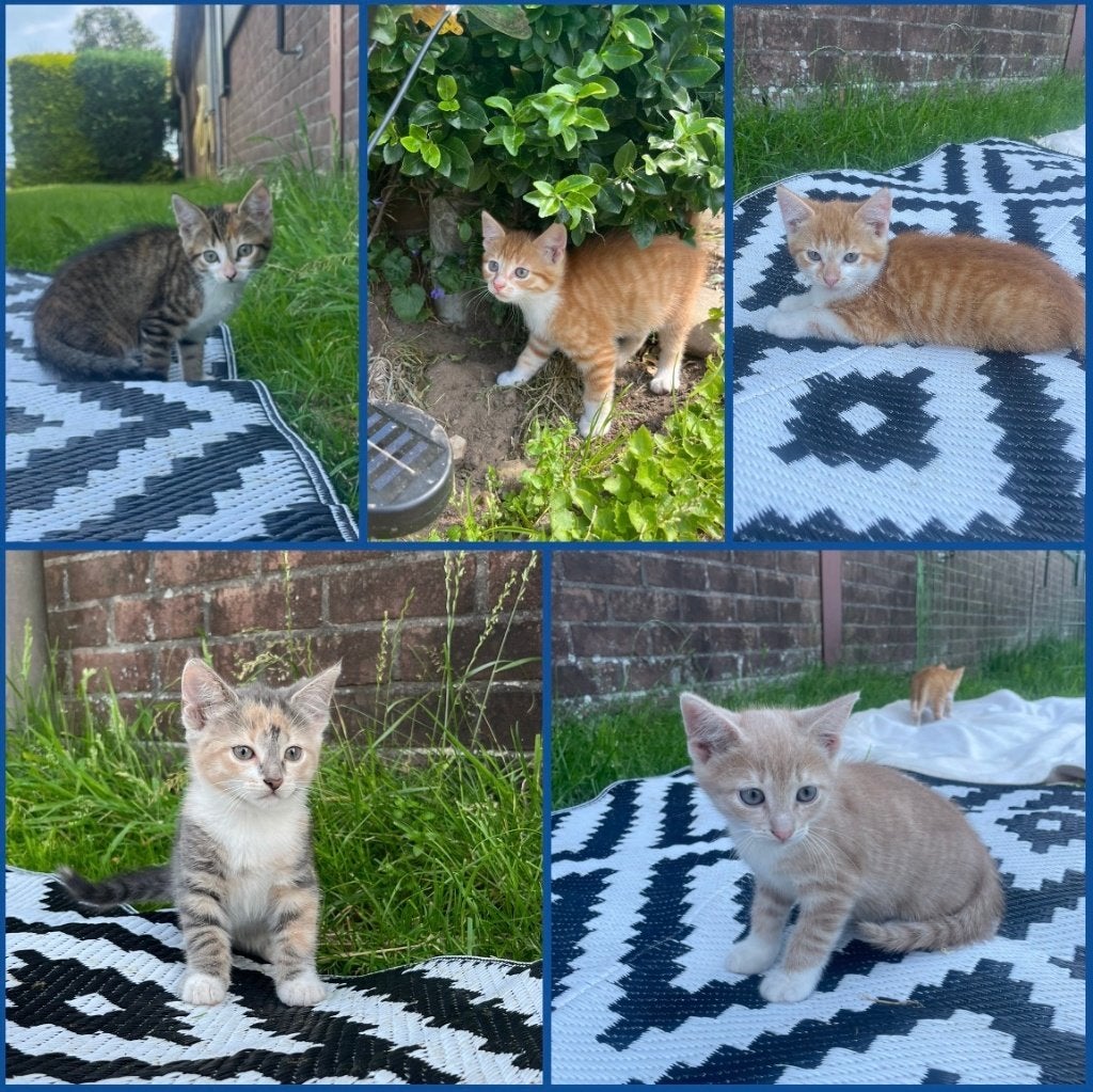nog 3 v/d 5 superlieve en mooie kittens te koop, Dieren en Toebehoren, Meerdere dieren, Kortharig, 0 tot 2 jaar