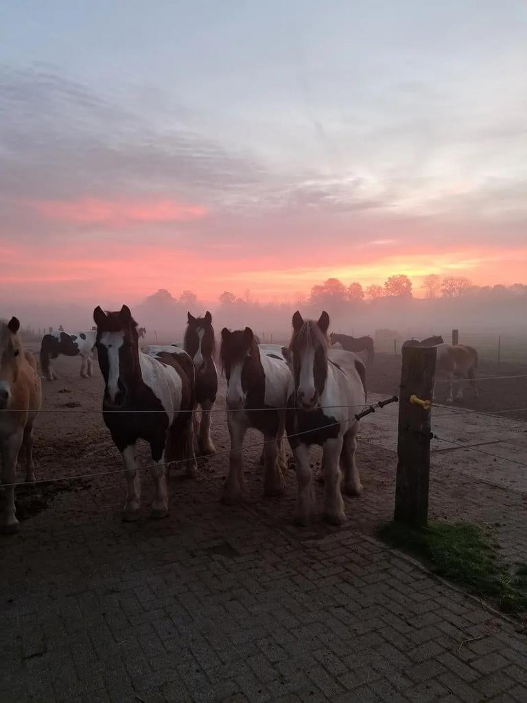 Paardenstalling/pensionstalling Paerthoven Uden, Dieren en Toebehoren, Stalling en Weidegang, Weidegang, 2 of 3 paarden of pony's
