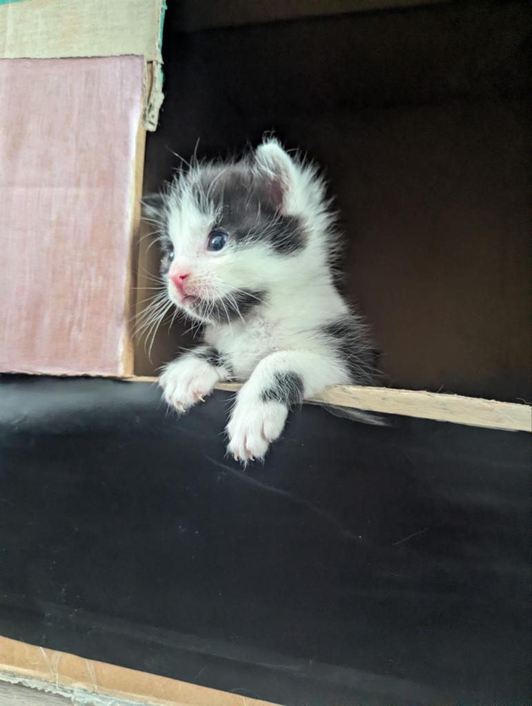 Europese korthaar x Main Coon kittens, Dieren en Toebehoren, Meerdere dieren, 0 tot 2 jaar