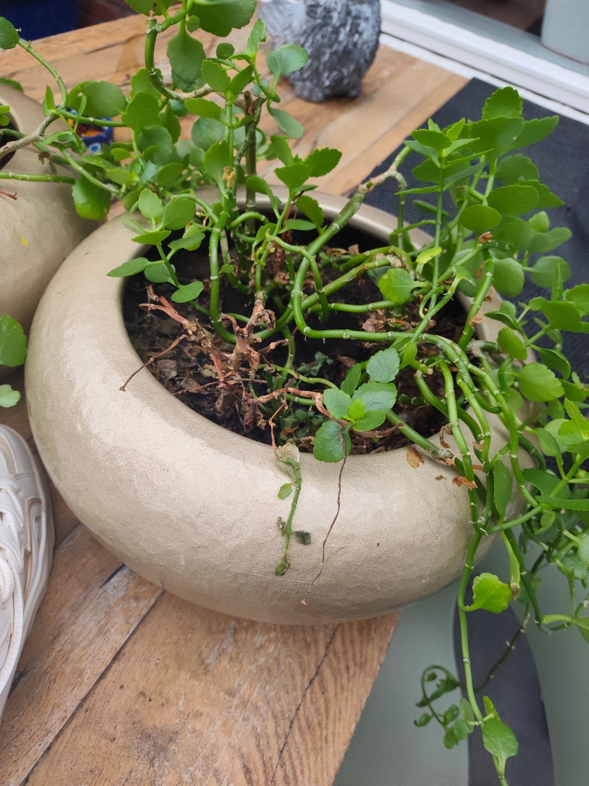 2 grote zware bloempotten met vetplanten goud beige, Ophalen