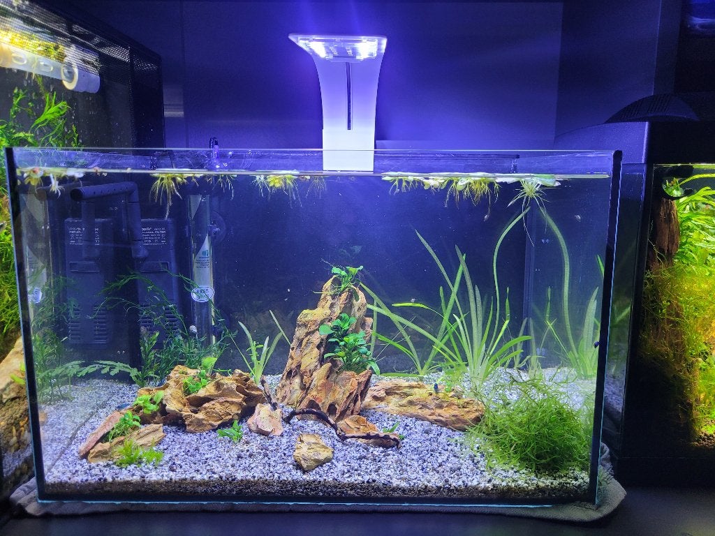 Volglas aquarium, Dieren en Toebehoren, Ophalen, Overige merken, Inclusief toebehoren, Gevuld zoetwateraquarium
