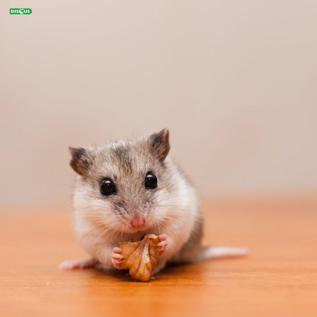 Chinese dwerghamster, Dieren en Toebehoren, Knaagdieren, Februari, Meerdere dieren, Hamster