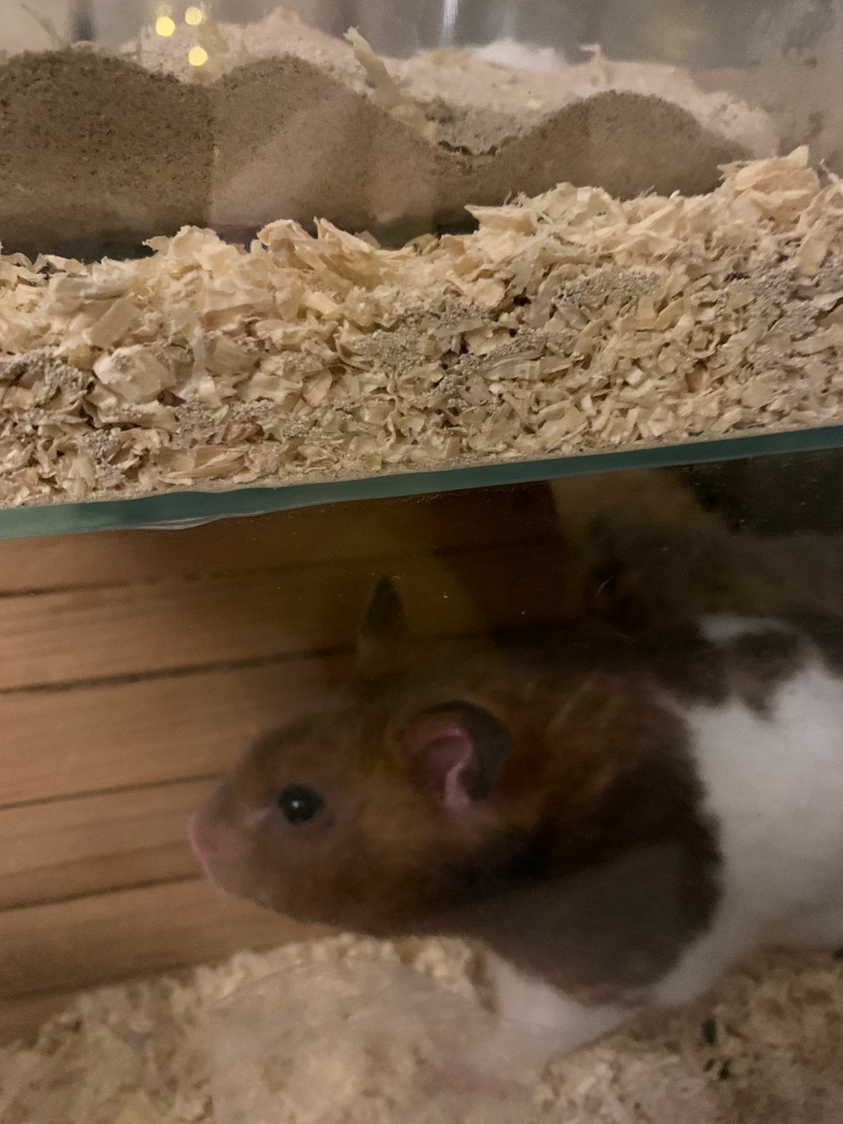Supper leuke hamster!!, Hamster, December, Vrouwelijk, Tam
