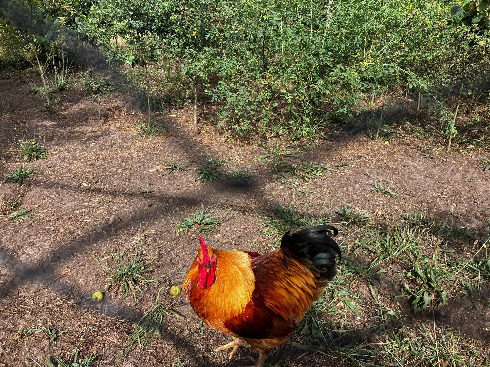 Haan, Dieren en Toebehoren, Mannelijk, Kip