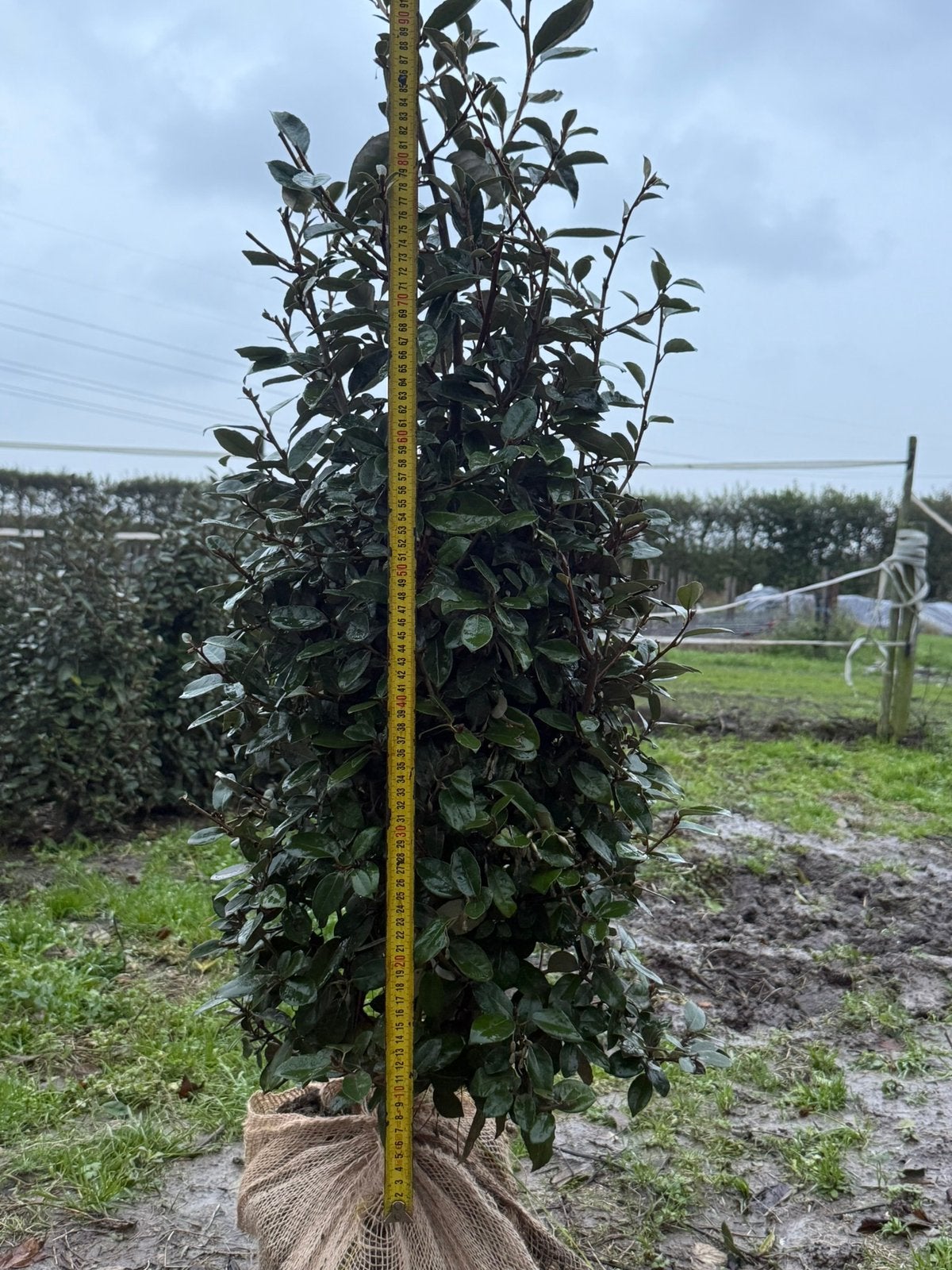 Prachtige Eleagnus-Olijfwilg te koop!!!, Tuin en Terras, Ophalen, Overige soorten, Haag, 100 tot 250 cm