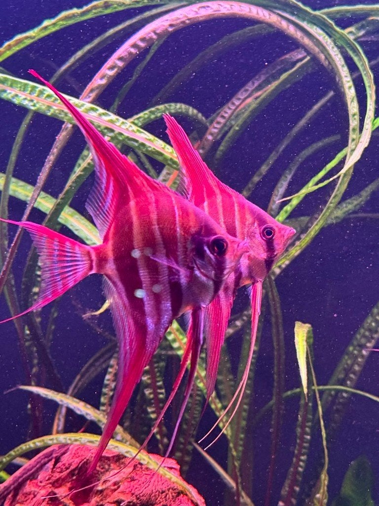 de Watermolen - Specialist in tropische vissen & aquariums, Dieren en Toebehoren, Vissen | Aquariumvissen, Vis, Zoetwatervis, Schoolvis