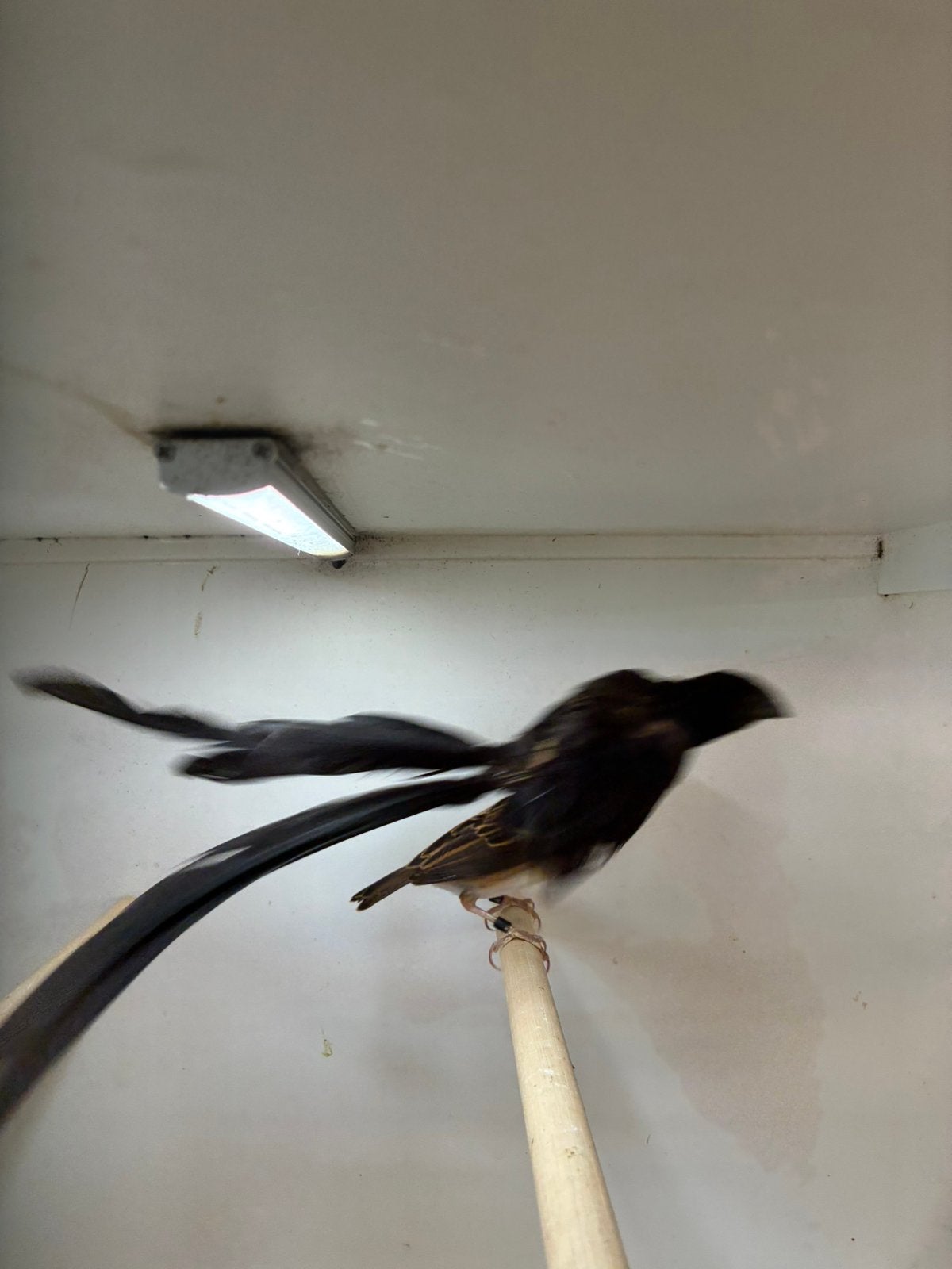 roodkeel wida, Meerdere dieren