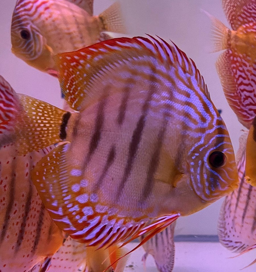 Curipera Heckel Cross - Discus - Koidream Valburg