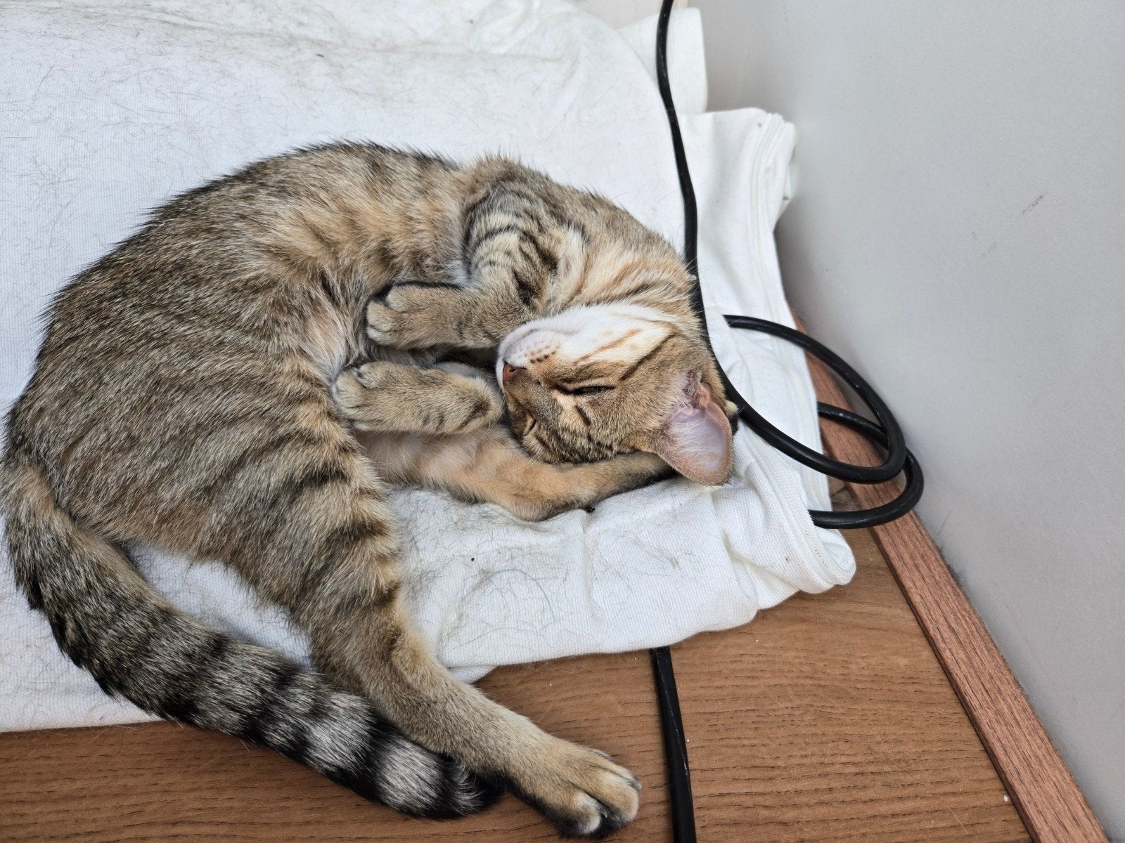 Cats need a new home, Dieren en Toebehoren