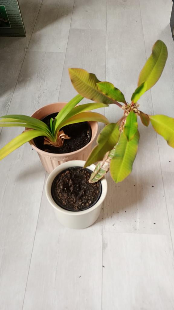 Kamerplanten, Ophalen, Halfschaduw, Minder dan 100 cm