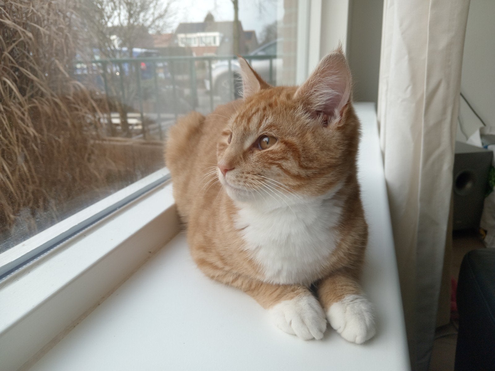 Ontzettend lieve kruising Britse korthaar / Noorse Boskat, Kater