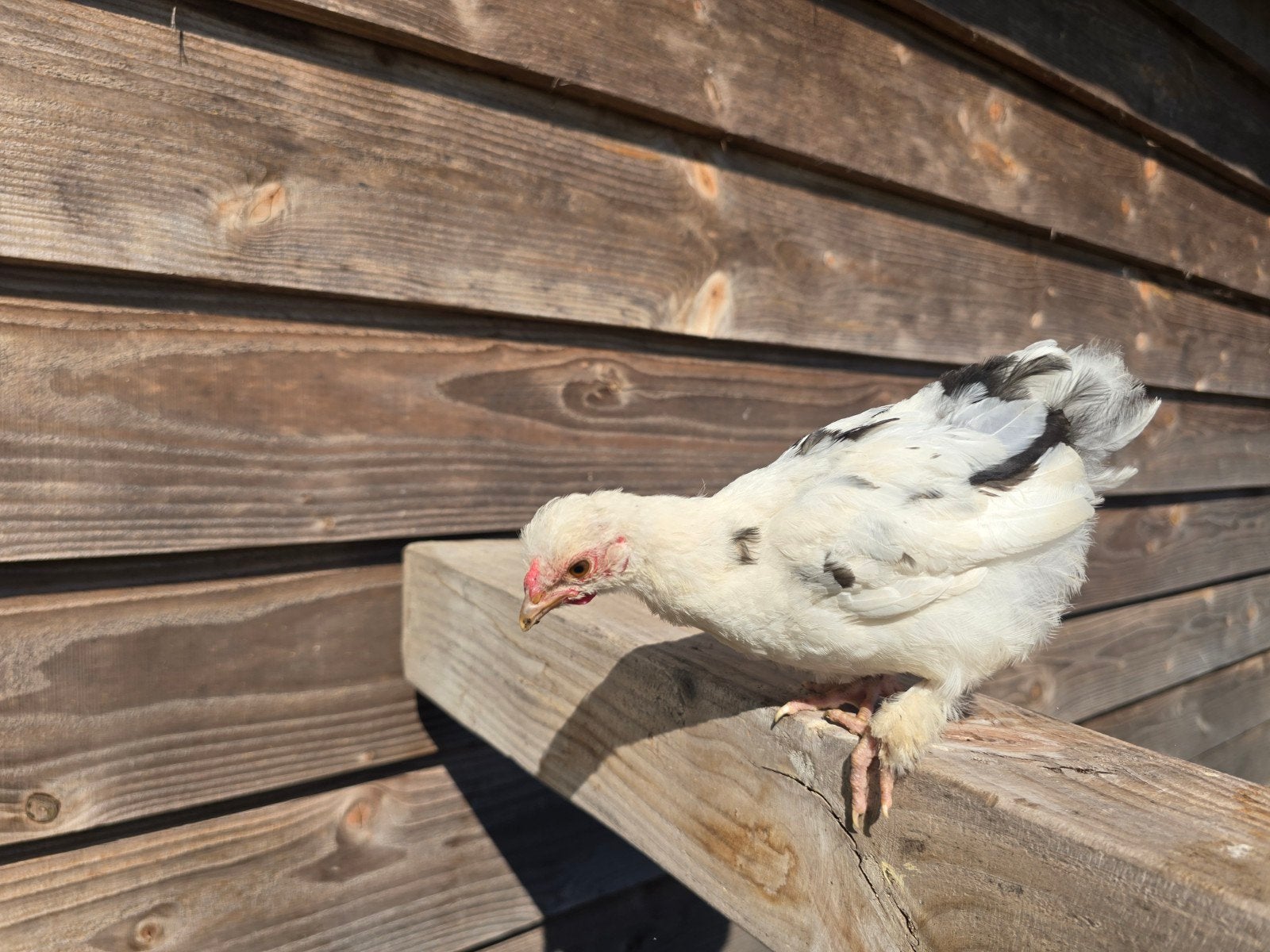 Hen, kip, kuiken., Vrouwelijk, Kip