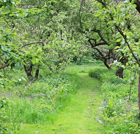 Snoeien van voedselbos / bostuin / agroforestry / perma, Ophalen of Verzenden, Lente