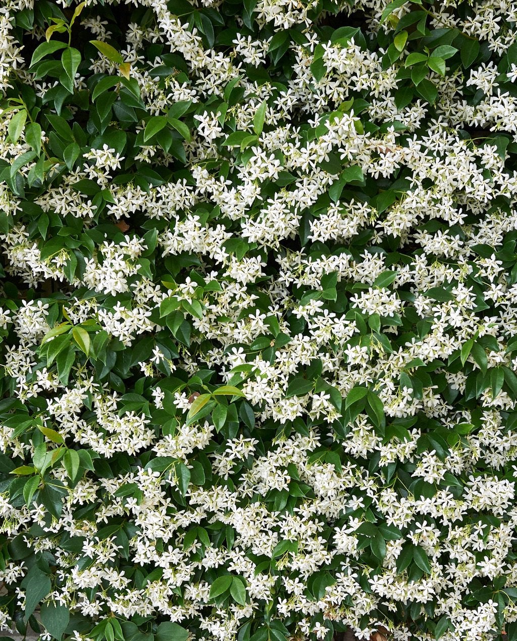 Toscaanse jasmijnen 150/175 cm!, Ophalen, Overige soorten, 100 tot 250 cm