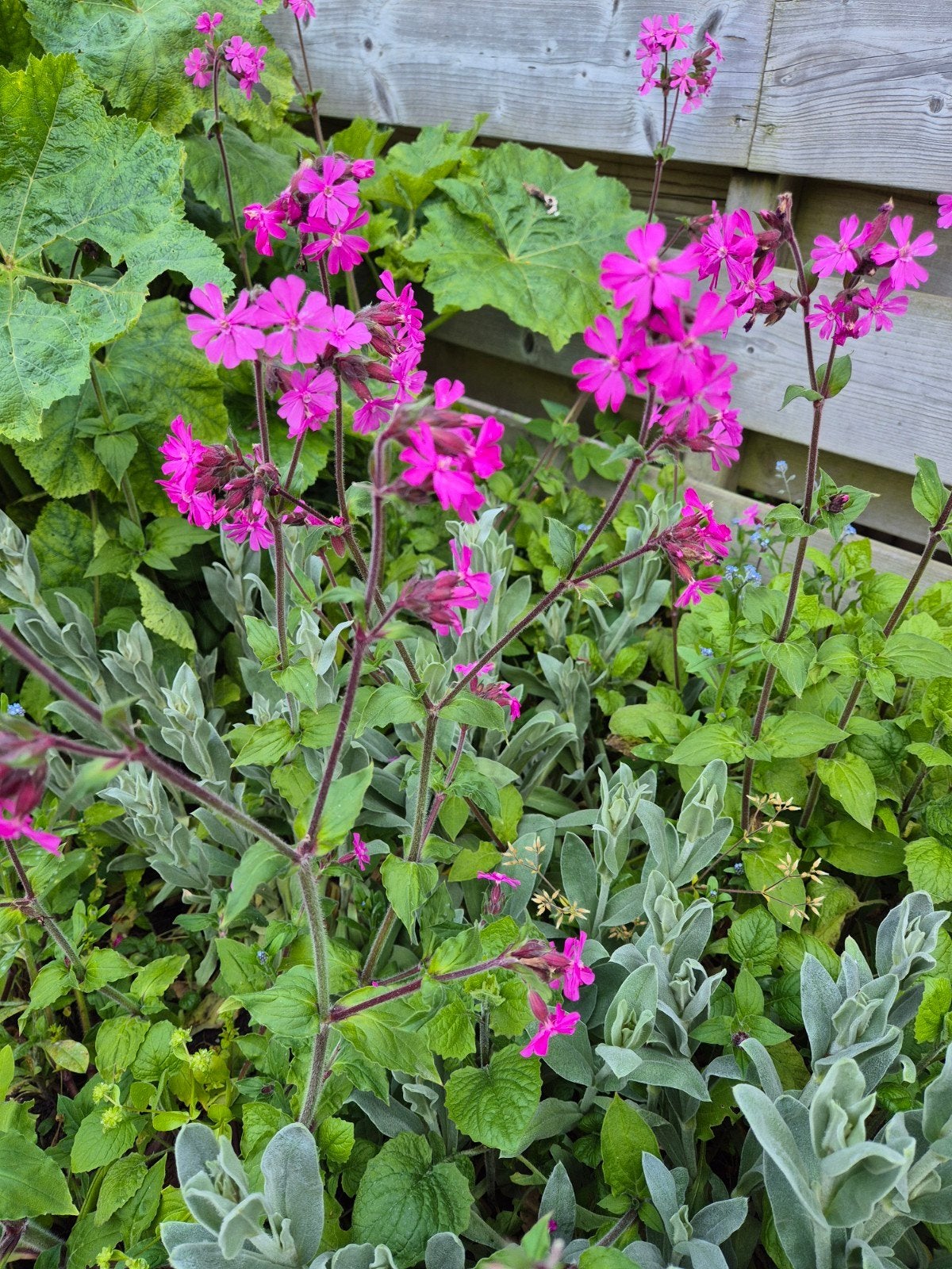 Silene Dagkoekoeksbloem Zaden, Ophalen of Verzenden, Voorjaar, Volle zon, Zaad