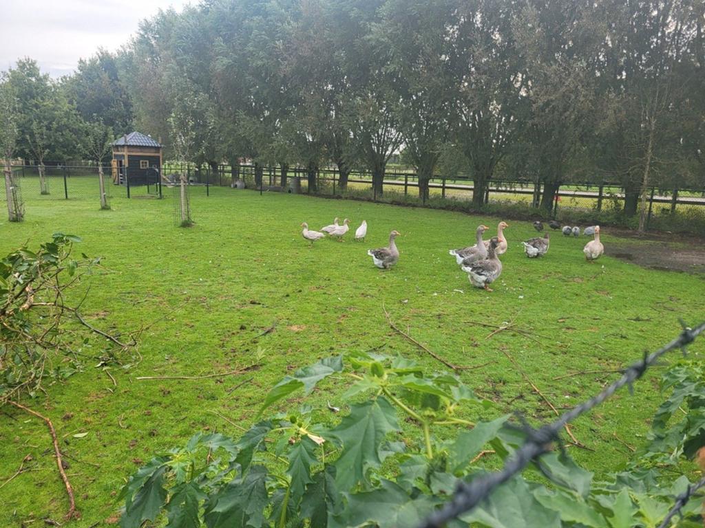 Touloose gans, Dieren en Toebehoren, Mannelijk, Kip