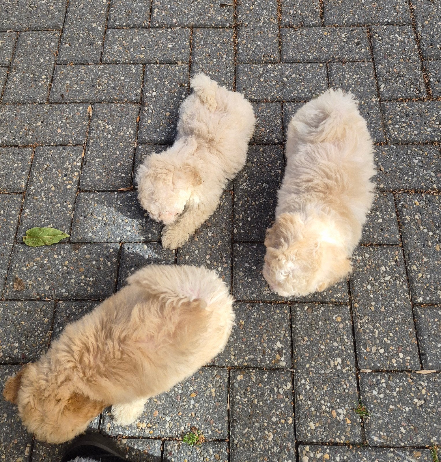 Maltipoo pups nog  3 teefjes  .  nieuwe foto's, Overige rassen, CDV (hondenziekte), 8 tot 15 weken, Meerdere