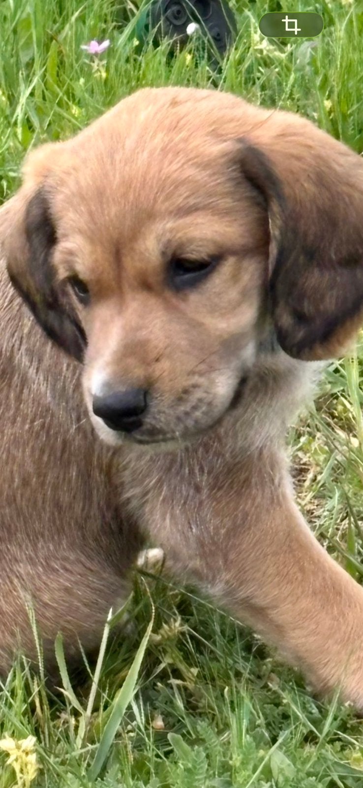 Super sociale pups mogen verhuizen!, Dieren en Toebehoren, Parvo, 8 tot 15 weken, Teef, Meerdere