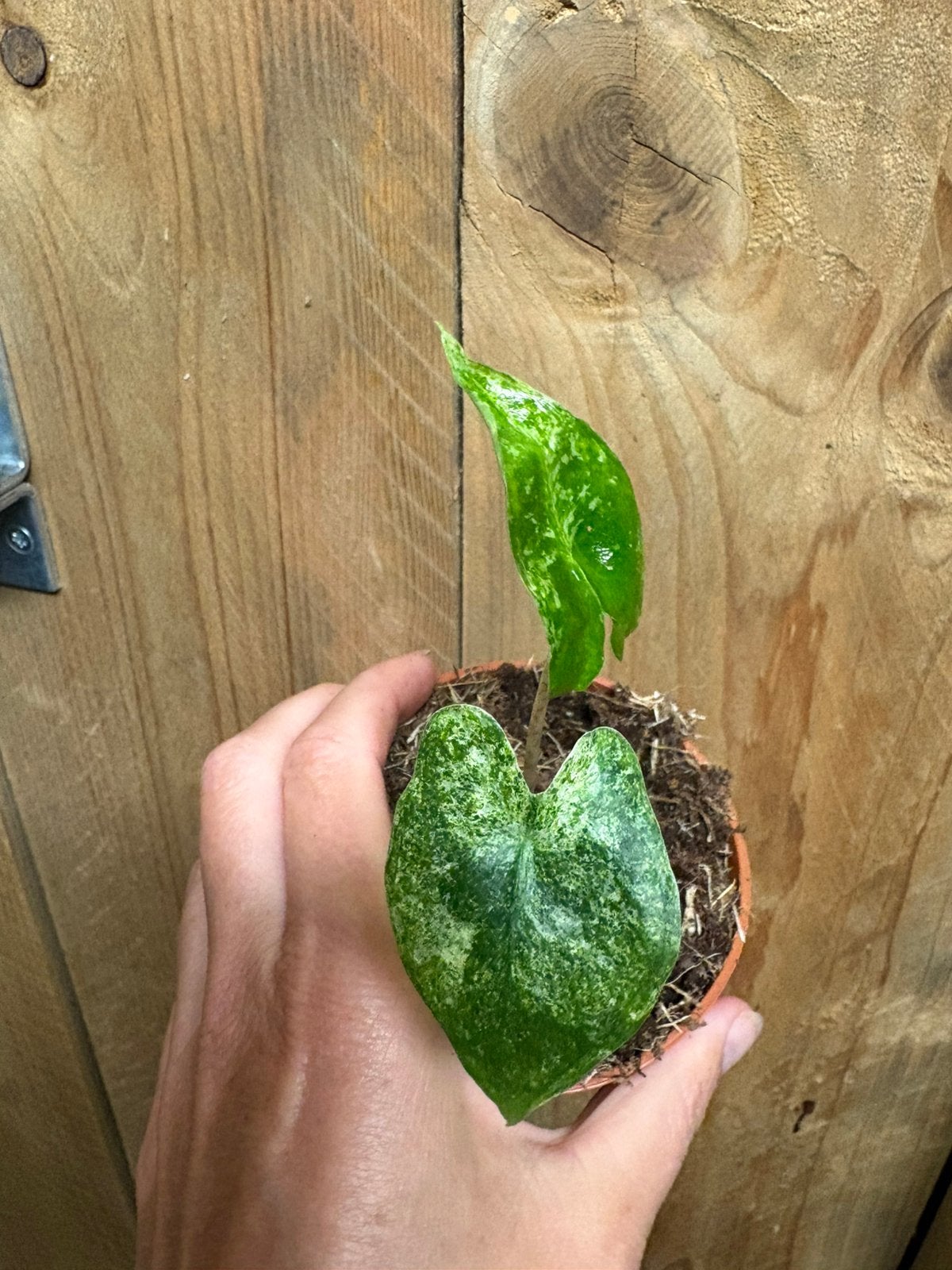 Alocasia zebrina albo white wit mint variegata plant, Ophalen of Verzenden, Halfschaduw, Minder dan 100 cm
