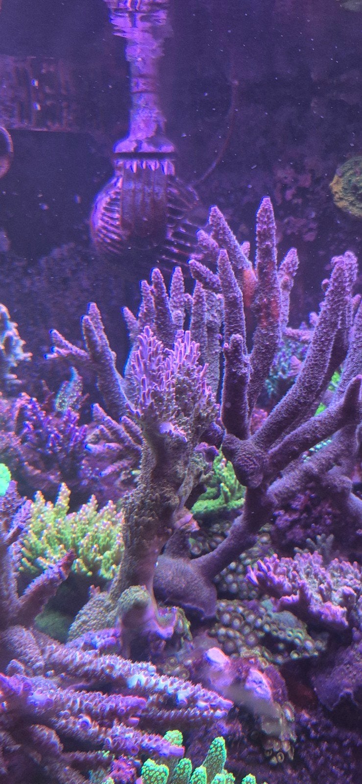 Acropora Robusta, Dieren en Toebehoren, Overige typen, Zoutwatervis