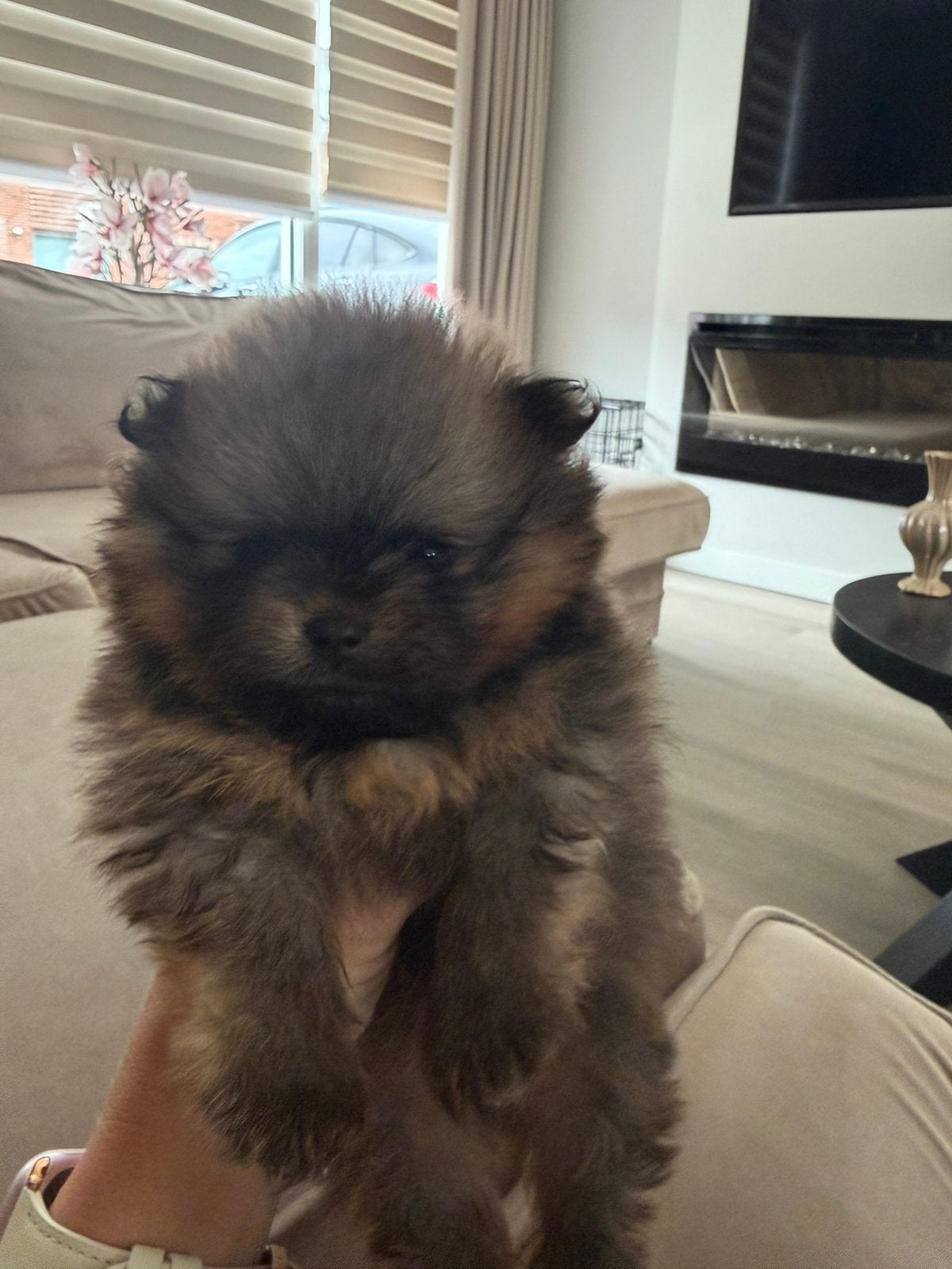 Pomeranian/Pomeriaan pups vader FCI vrij van SM/CM, Patella, Dieren en Toebehoren, Honden | Poolhonden, Keeshonden en Oertypen