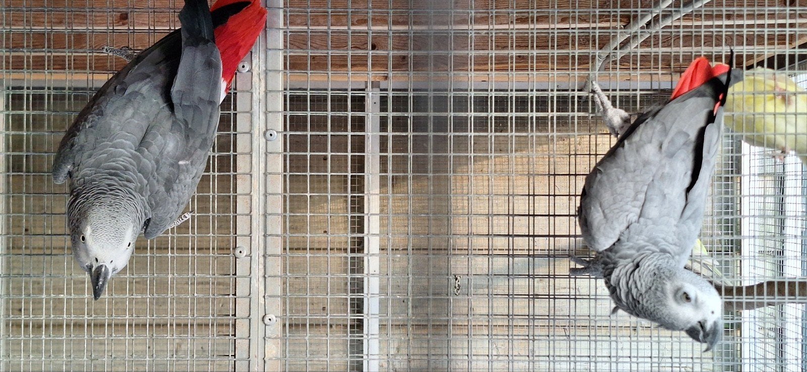 Broedkoppel grijze roodstaart, Meerdere dieren, Papegaai