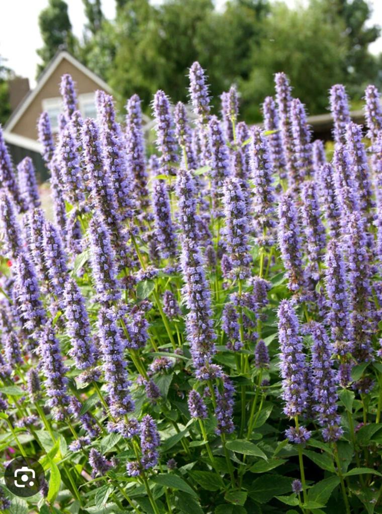 Dropplant, Tuin en Terras, Ophalen, Overige soorten, Volle zon