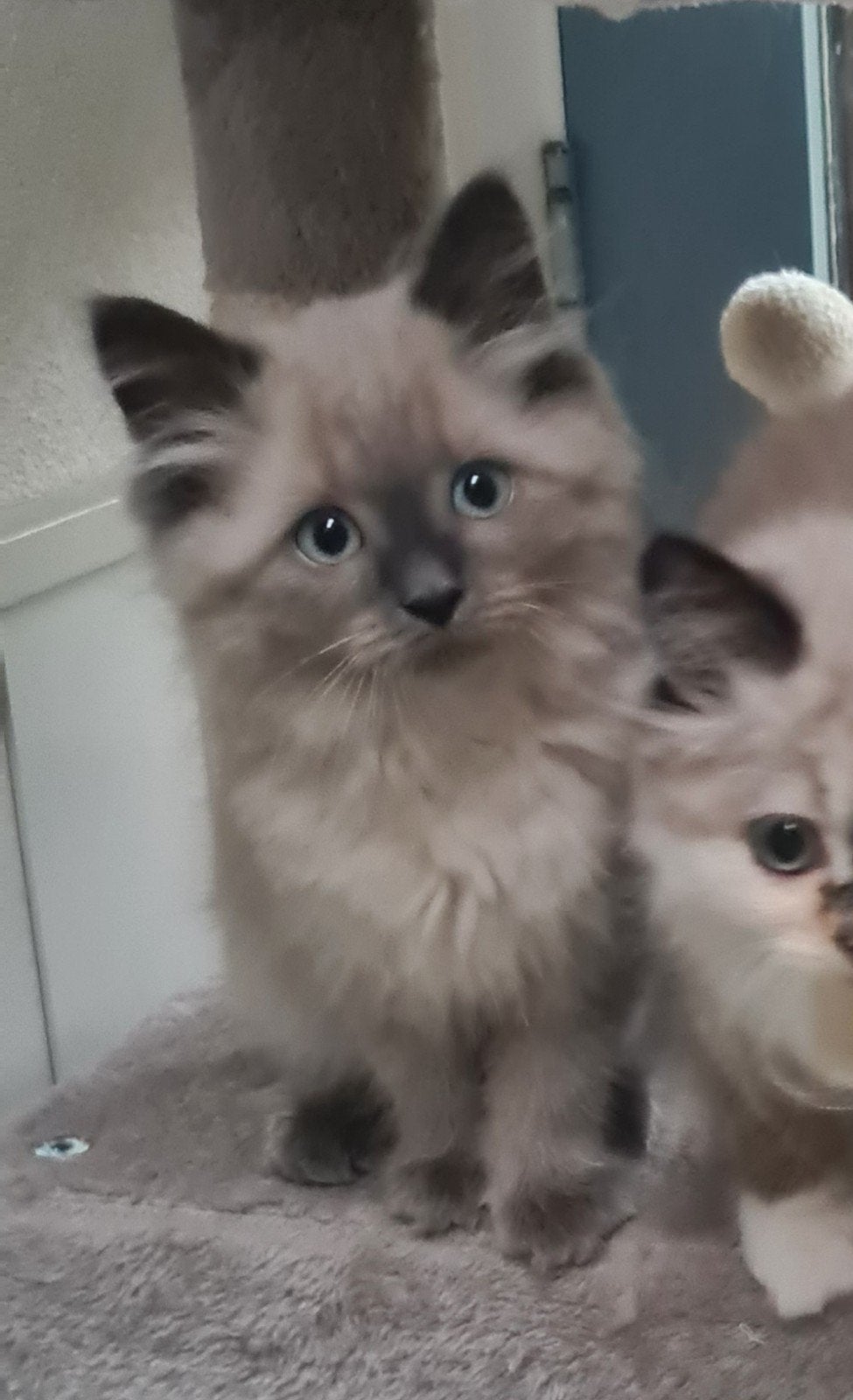 Prachtig grijs poesje kruising Neva Masquerade, Poes, Ontwormd, 0 tot 2 jaar