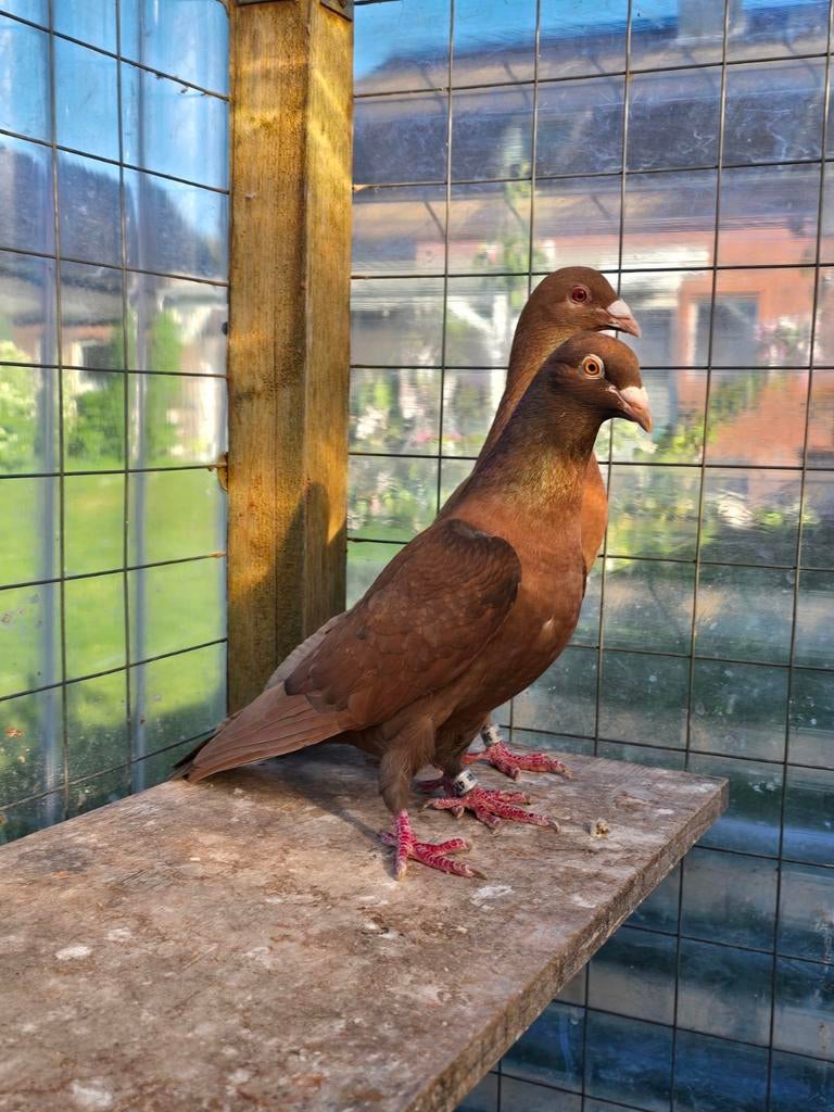 Amber postduiven duiven te koop, Dieren en Toebehoren, Vogels | Duiven, Meerdere dieren, Postduif