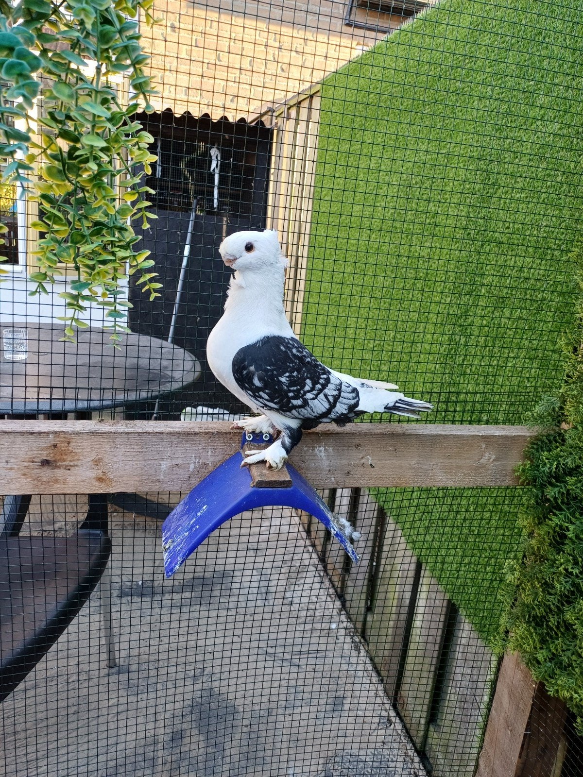 te koop, Dieren en Toebehoren, Meerdere dieren, Overige soorten