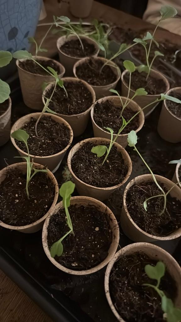 Biologische brocolli stekjes, Ophalen, Minder dan 100 cm, Overige soorten, Zomer