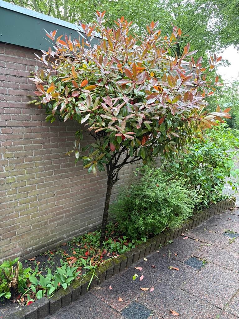 Photinia fraseri Red Robin, Tuin en Terras, Ophalen of Verzenden, Volle zon, Overige soorten, 100 tot 250 cm