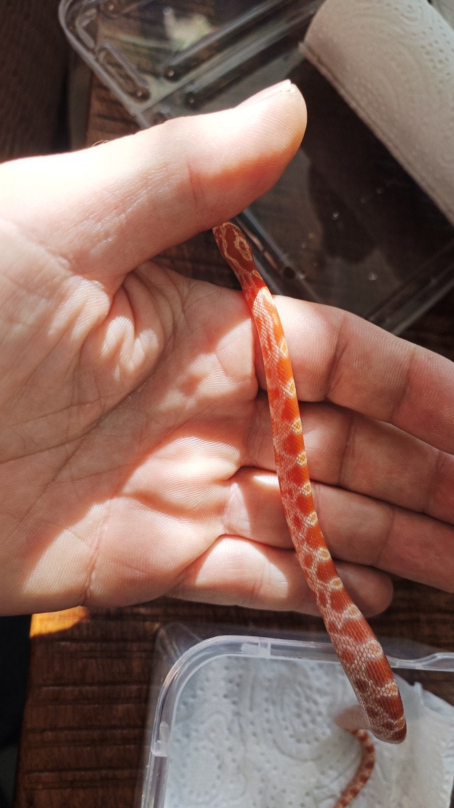 Korenslangen amel, amel/motley 0.0.11 NK September 2026 Corn Snake photo 3