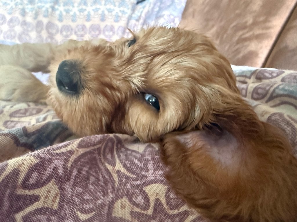 Medium Australian Labradoodle pups | WALA stamboom, Overige rassen, 8 tot 15 weken, Meerdere, Meerdere dieren
