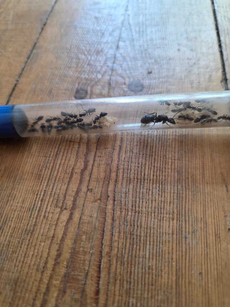 Camponotus vagus kolonie 10-20 werksters, Mieren