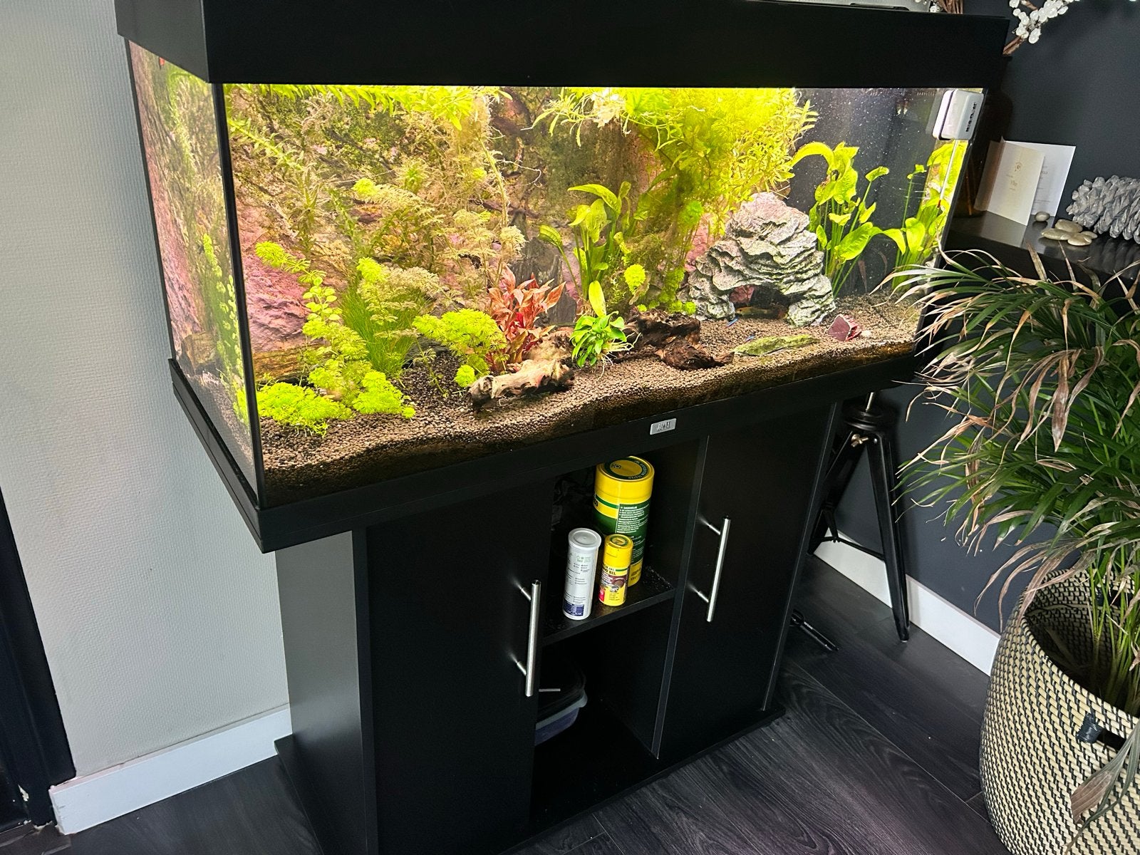 Juwel 180 Liter aquarium Compleet!, Ophalen, Zo goed als nieuw, Gevuld zoetwateraquarium