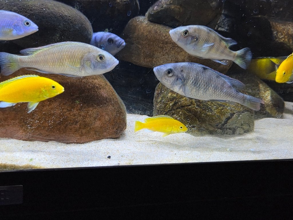 Haplochromis Migori vrouwen, Vis, Zoetwatervis