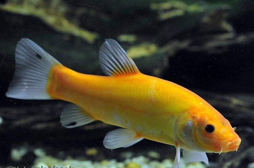Prachtige groene of goudzeelt, shubinkin, sarasa, goudvis, Dieren en Toebehoren, Karper of Koi