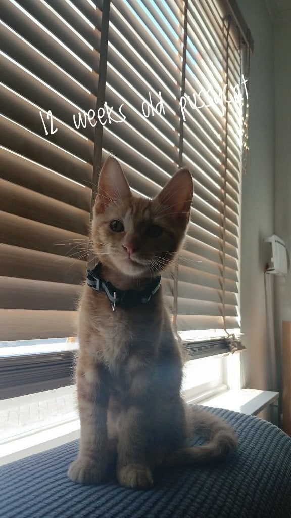 Lieve raskruising kitten zoekt haar gouden mandje, Poes, Ontwormd, 0 tot 2 jaar