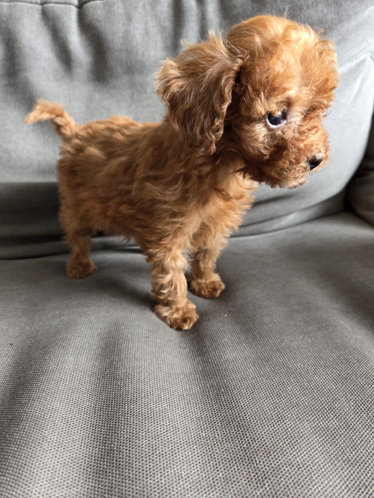 Mooie gezonde Mini Toypoedel puppy's, Poedel, 8 tot 15 weken, Meerdere, Meerdere dieren