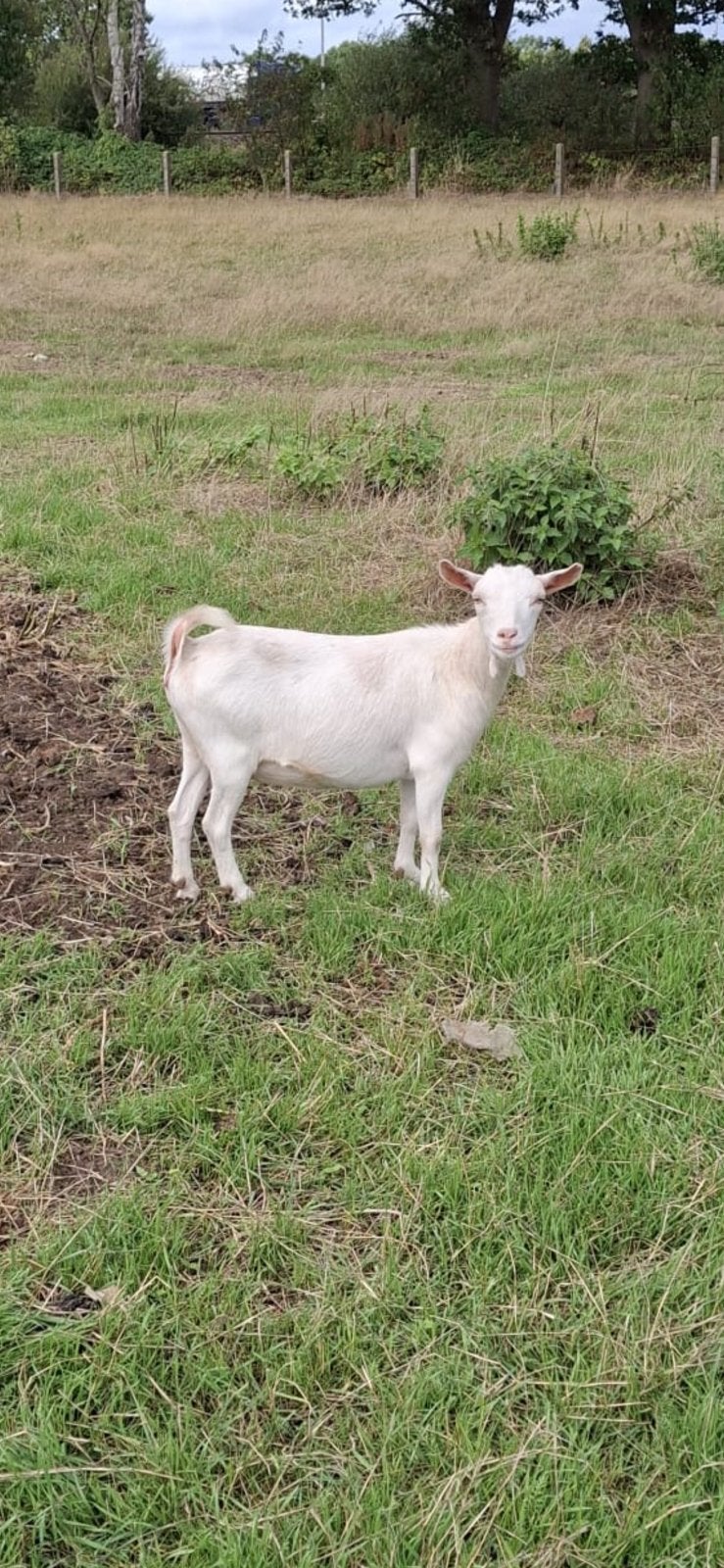 Mooie witte geit, Dieren en Toebehoren, Schapen, Geiten en Varkens, Vrouwelijk, Geit