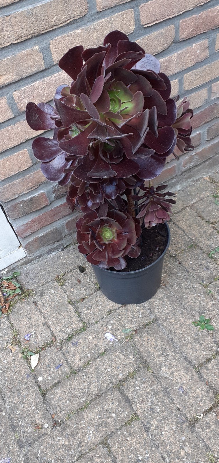 Aeonium Z, Ophalen, Halfschaduw, Minder dan 100 cm