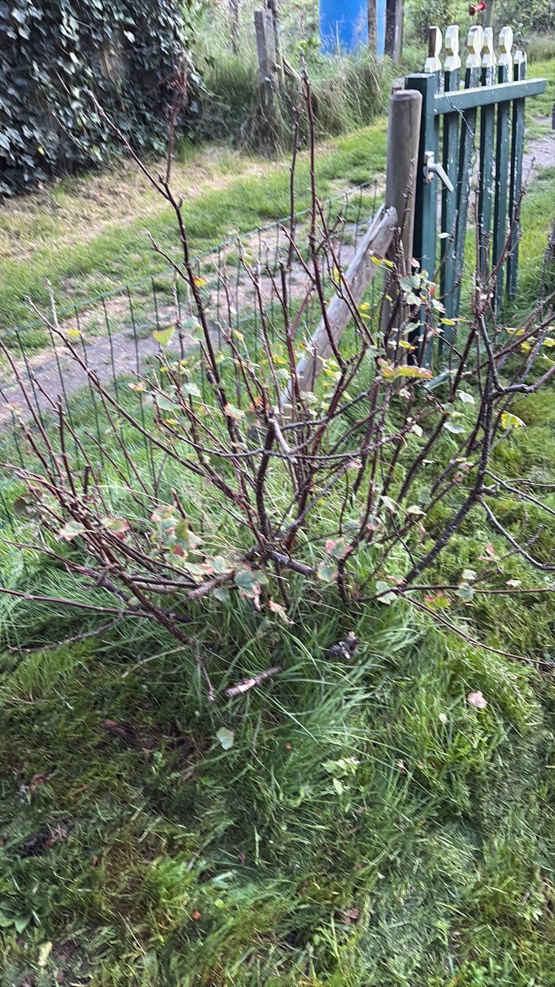 Rode, witte, zwarte en kruisbessenstruiken, Ophalen, Overige soorten, Lente