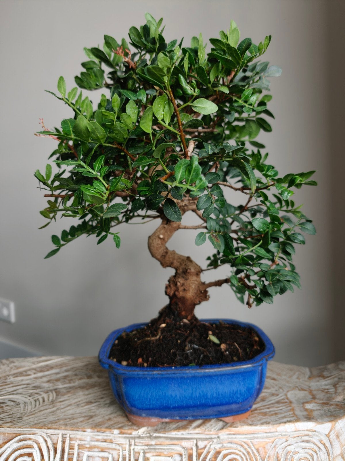 Pistache Lentiscus Bonsai, Bloeit niet, Halfschaduw, Minder dan 100 cm, Overige soorten