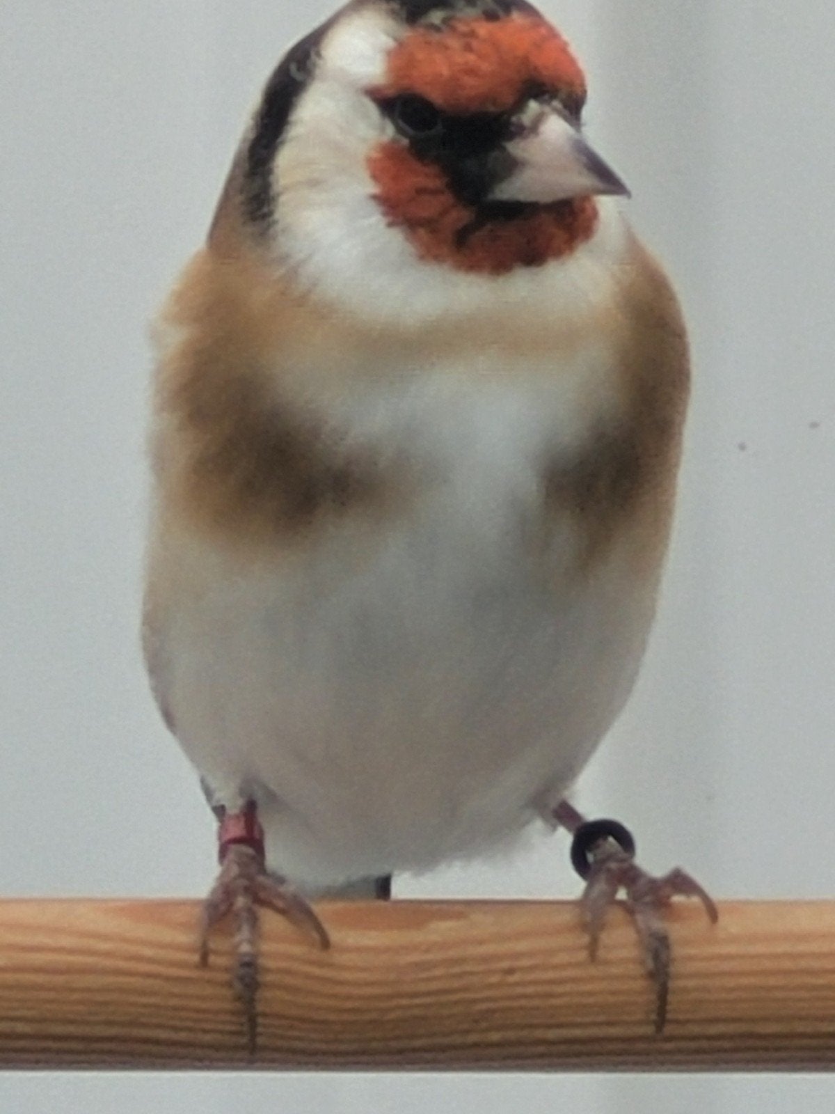 Majoor putters, Meerdere dieren, Wildzangvogel, Geringd