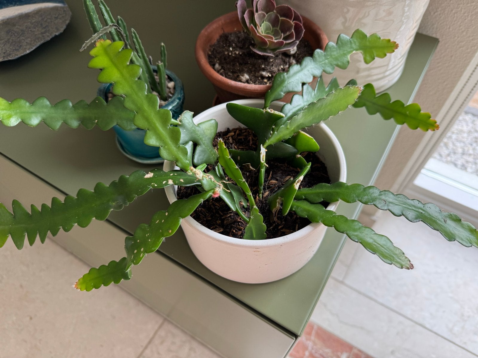 Zaagcactus of stekjes verkrijgbaar, Groene kamerplant, Ophalen, Halfschaduw, Minder dan 100 cm