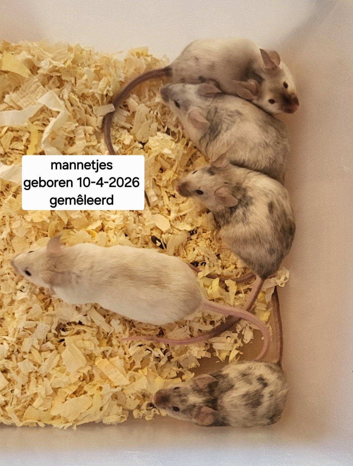Diverse muizen mannetjes, Dieren en Toebehoren, Knaagdieren, April, Mannelijk, Muis