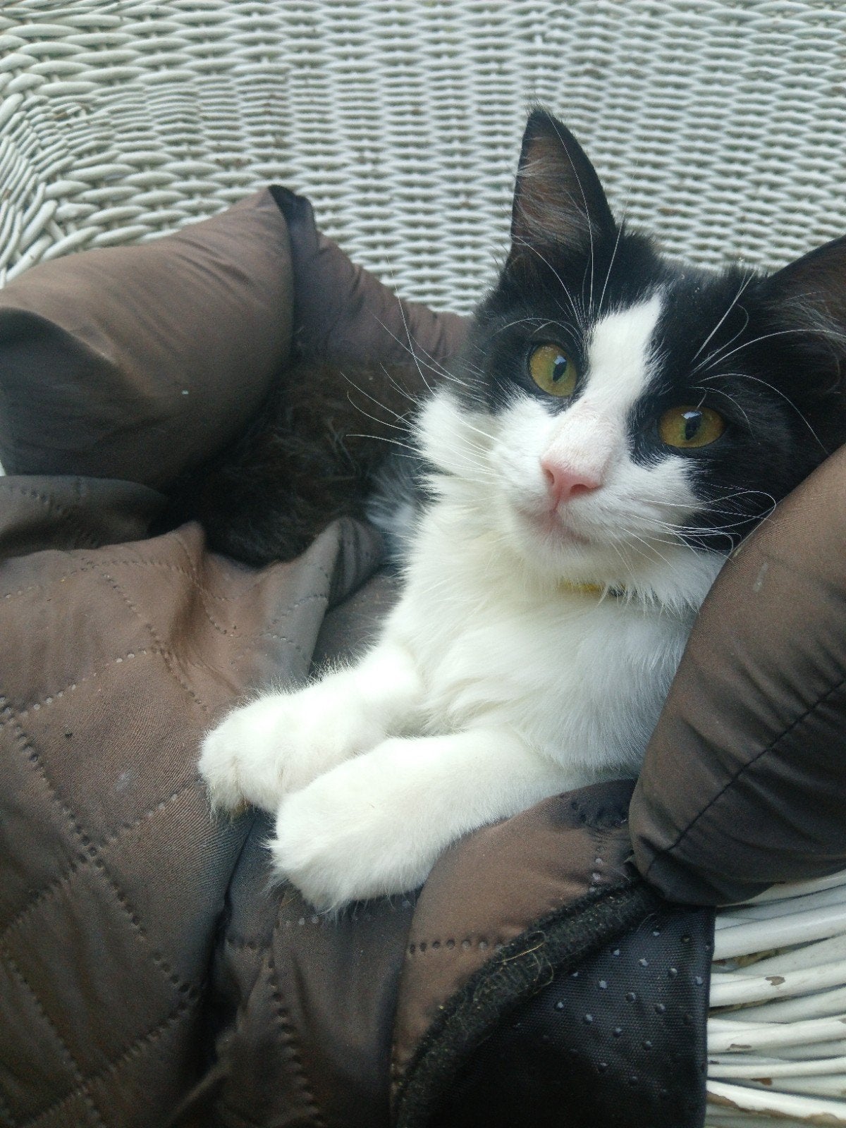 Mooie jonge Europese langharige kater, Kater